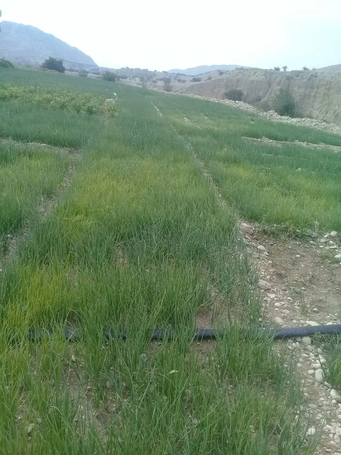 فروش تیم پیازوترپیاز|خوردنی و آشامیدنی|دهدشت, |دیوار