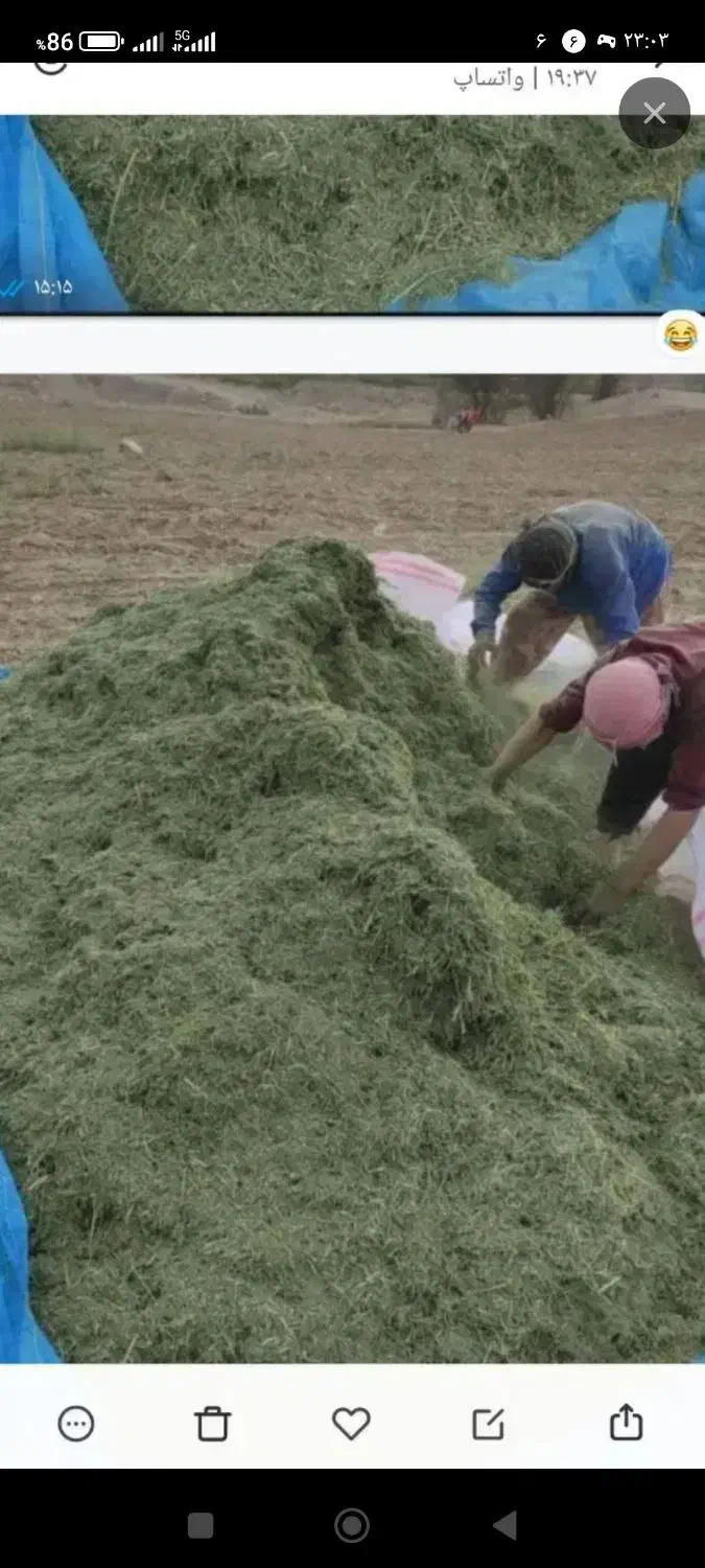 یونجه درجه یک تازه و سرسبز فروشی|خدمات باغبانی و درختکاری|دهدشت, |دیوار