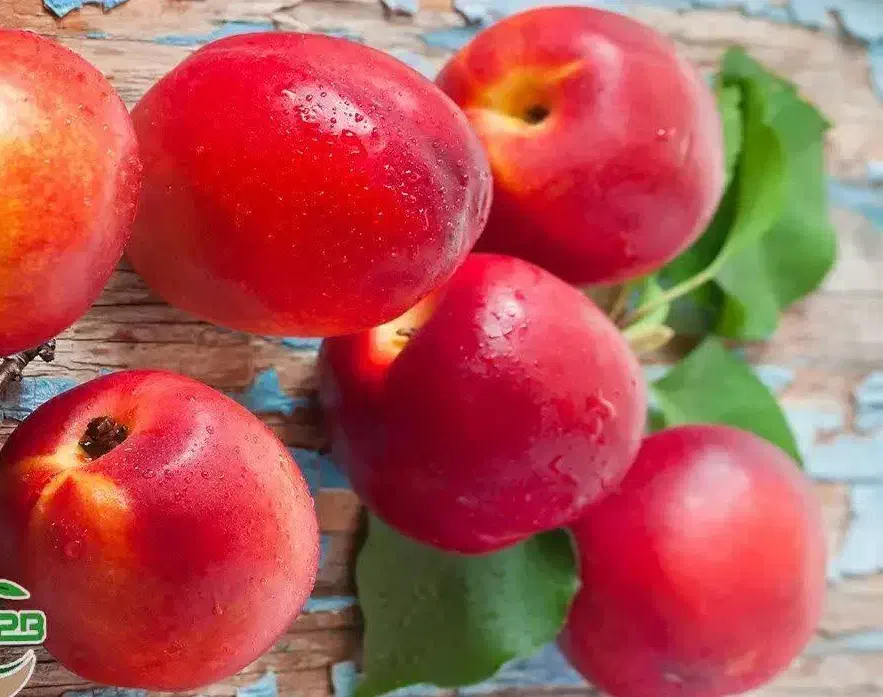 تولید نهال شلیل ردگلد|خدمات باغبانی و درختکاری|جونقان, |دیوار