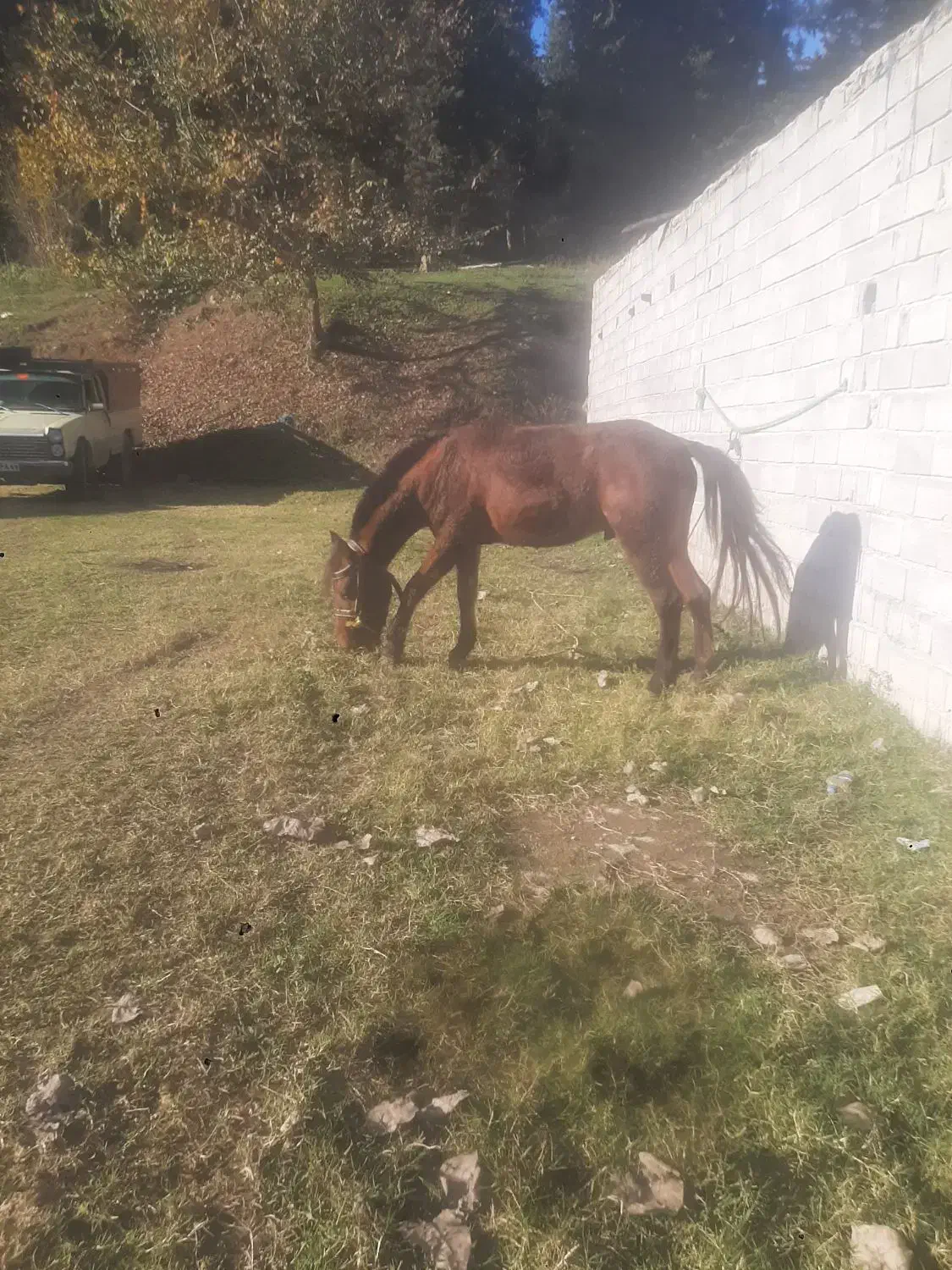 خرید وفروش اسب باری وسواری|اسب و تجهیزات اسب‌سواری|خوش‌رودپی, |دیوار