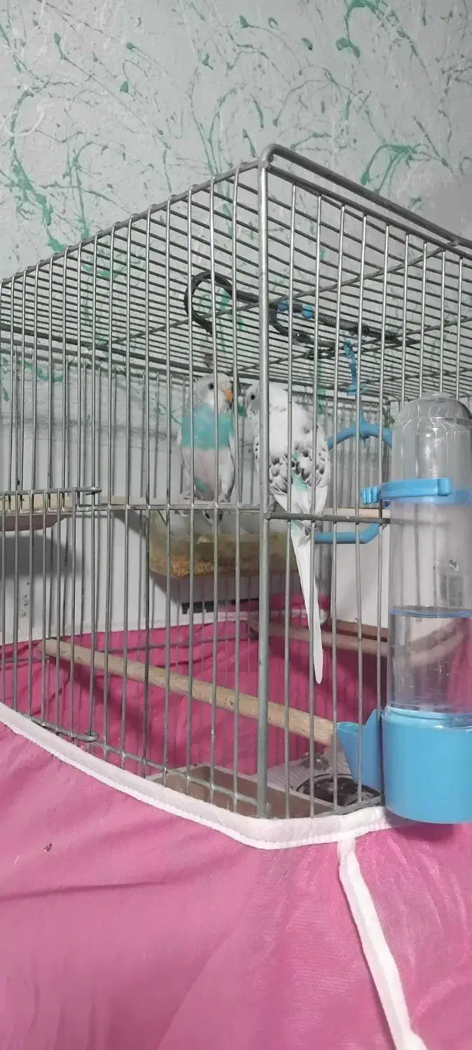 مرغ عشق|پرنده|پاوه, |دیوار