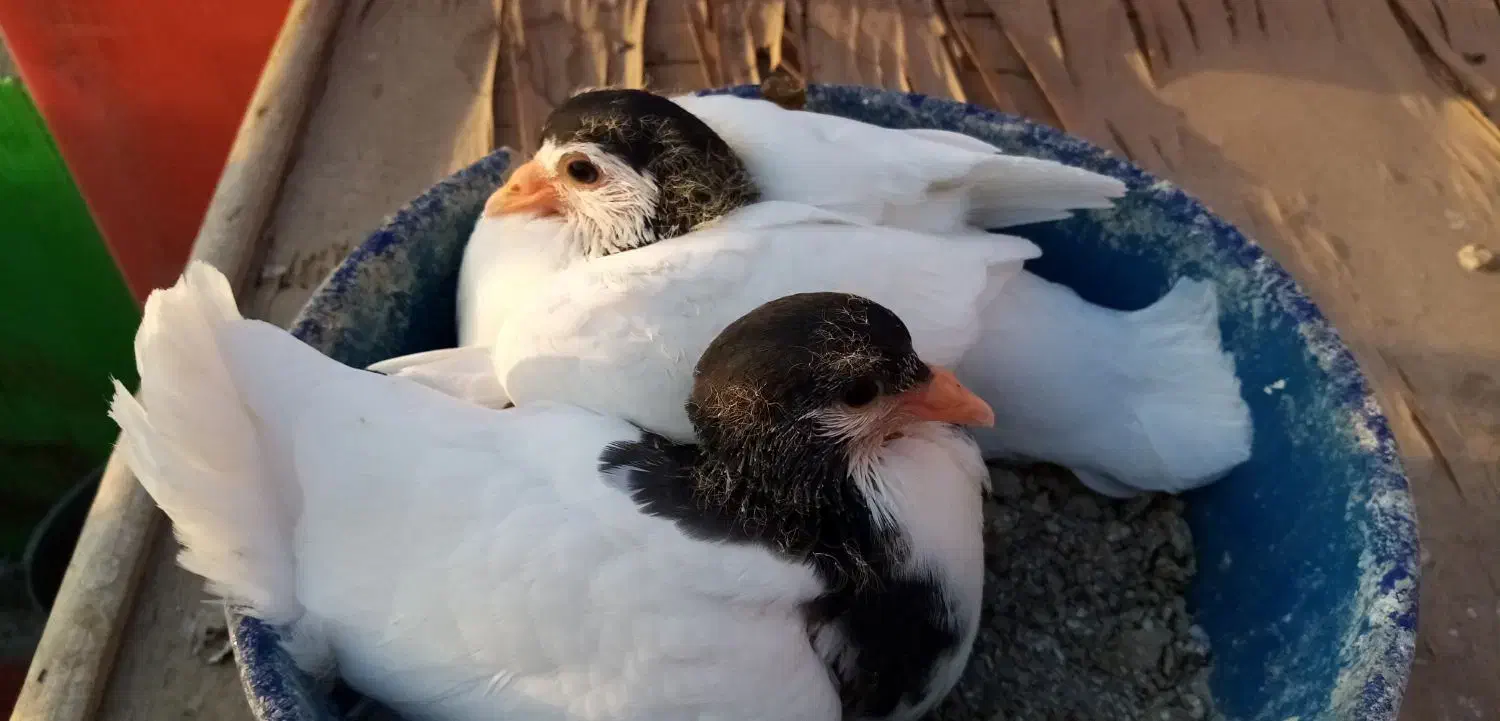 کبوترگلپنبه ای|پرنده|اصفهان, جویباره|دیوار