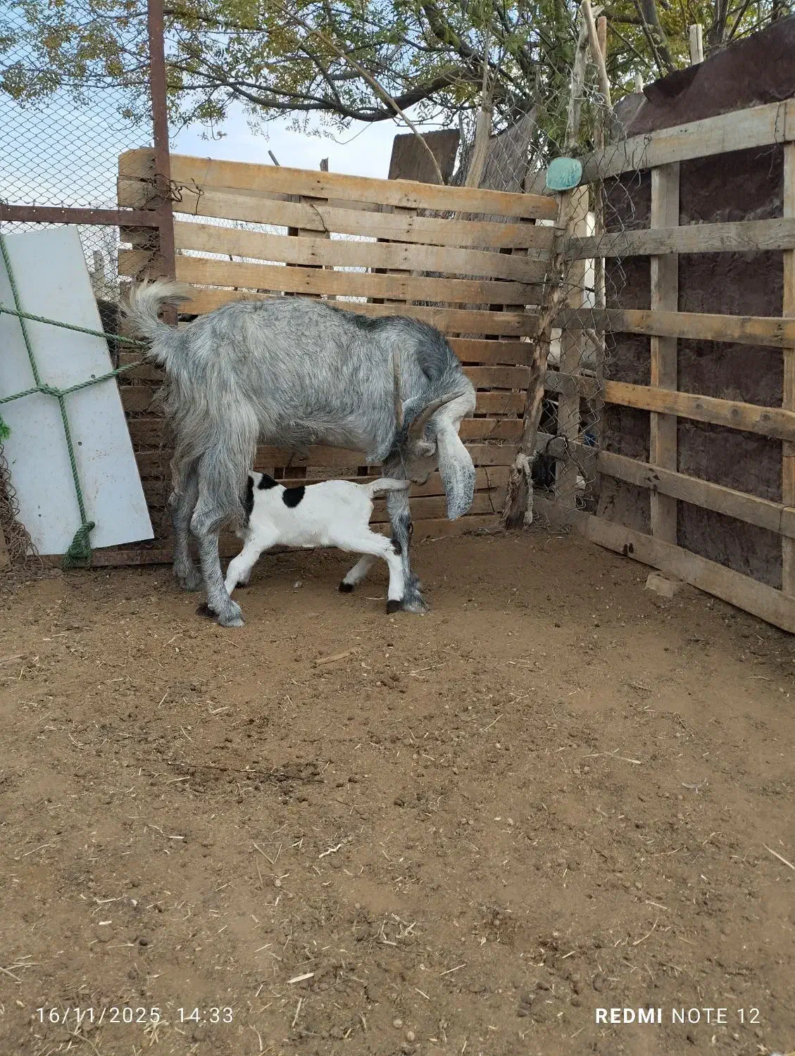 دو عدد بزکهره دار،کهره پاکستانی|حیوانات مزرعه|جهرم, |دیوار