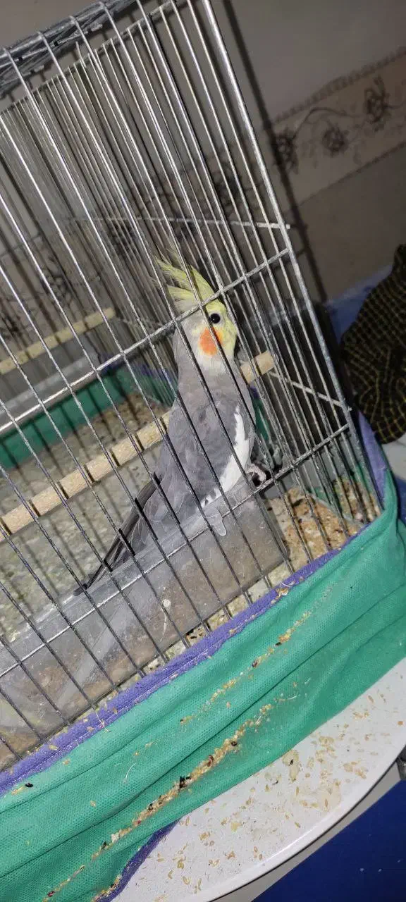 فروش و معاوضه تعدادی پرنده|پرنده|کرمان, |دیوار