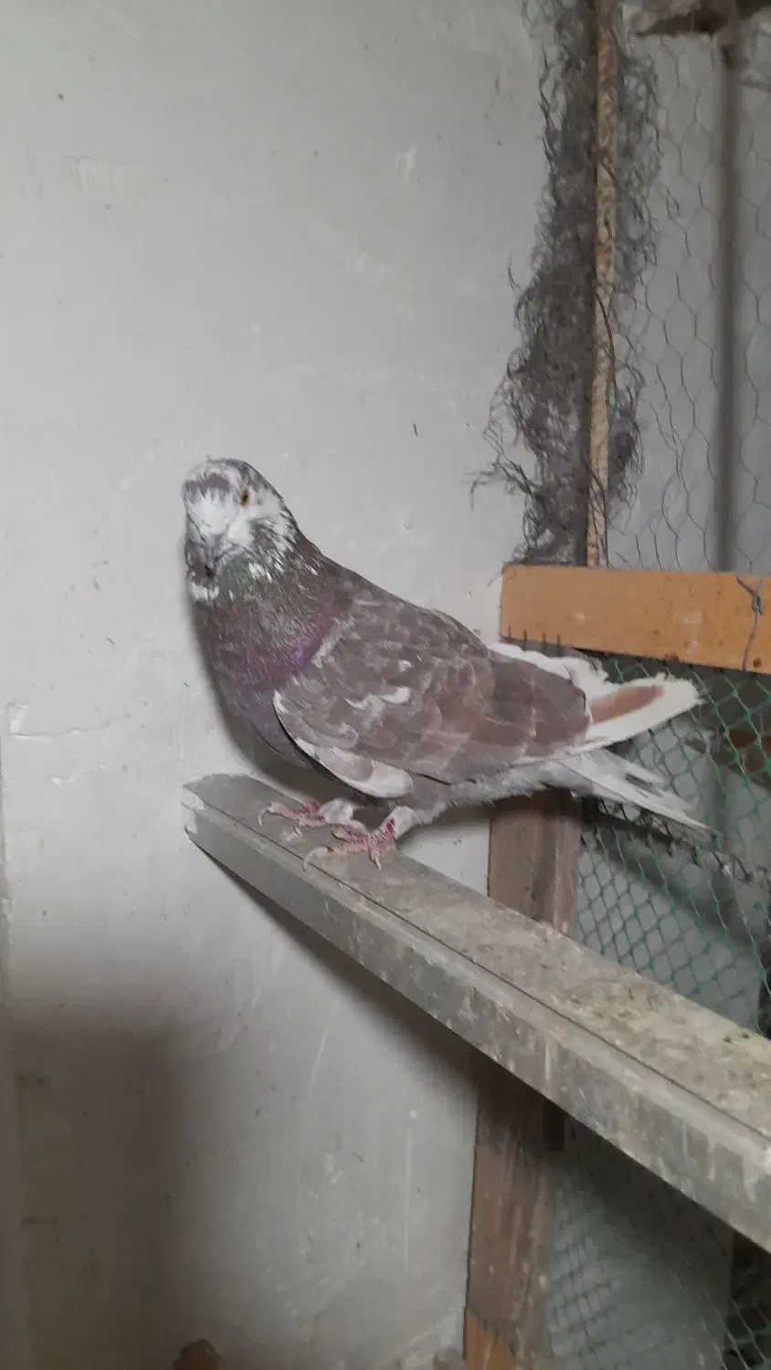 کبوتر حرفه ای|پرنده|فردیس, سرحدی|دیوار
