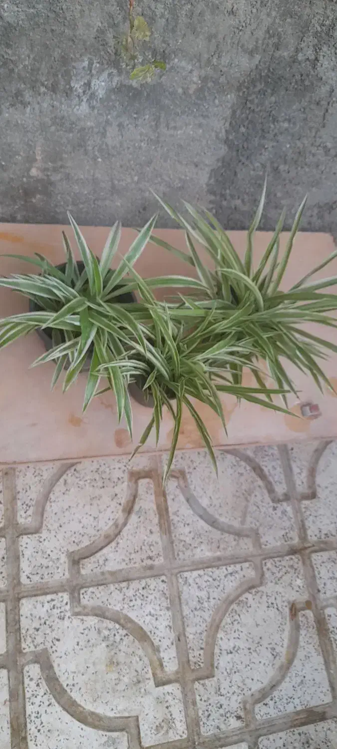 گلهای طبیعی|گل و گیاه طبیعی|شیروان (خراسان), |دیوار