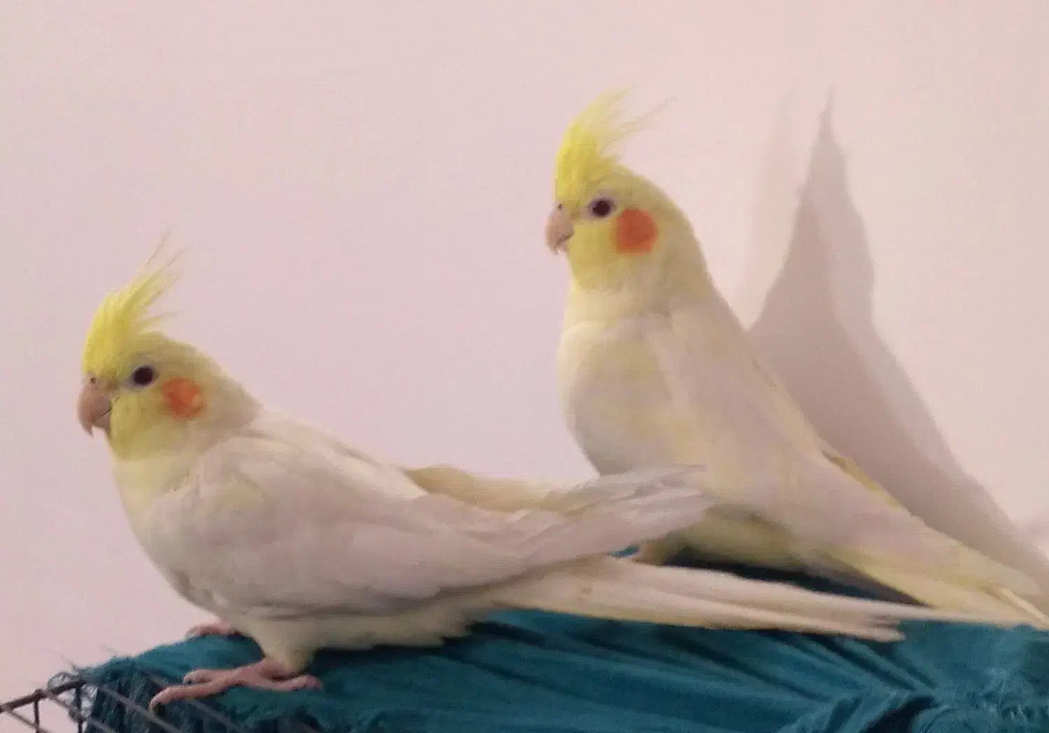 عروس هلندی لوتینو|پرنده|قم, شهرک امام حسین|دیوار