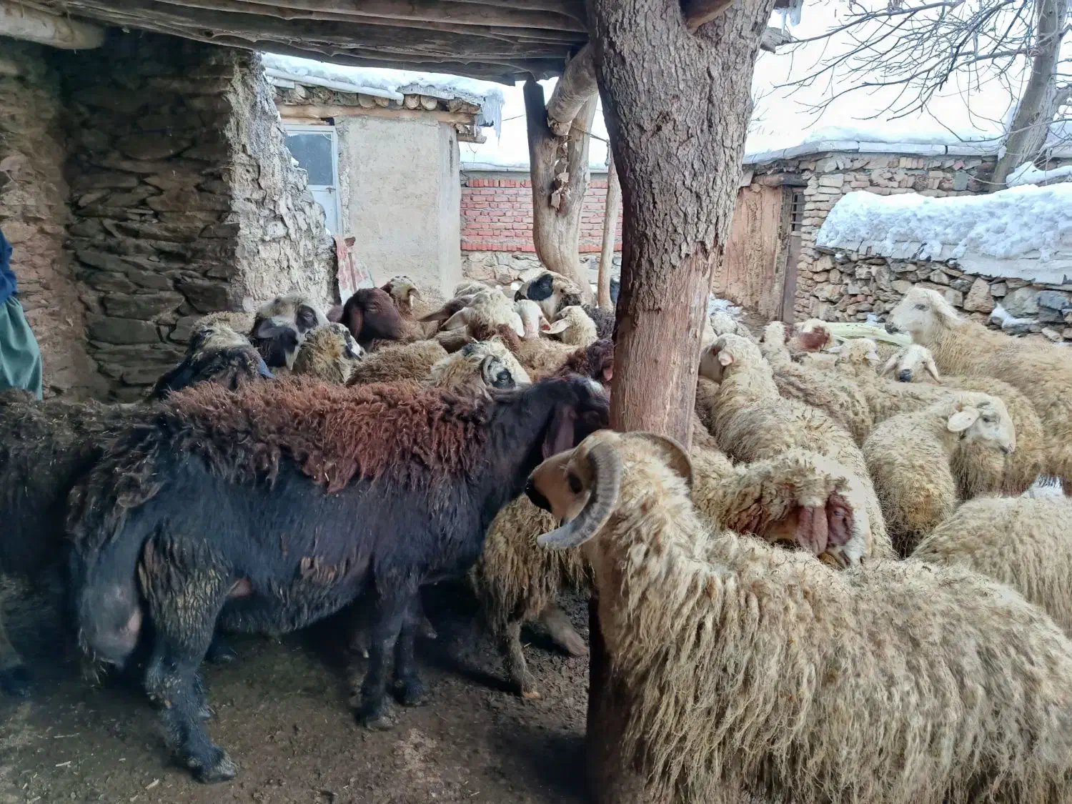 چند عدد بره پوشی|حیوانات مزرعه|مریوان, |دیوار