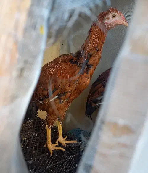 2عدد خروس محلی ۲ رگه لاری خوش استایل|حیوانات مزرعه|شهرضا, |دیوار