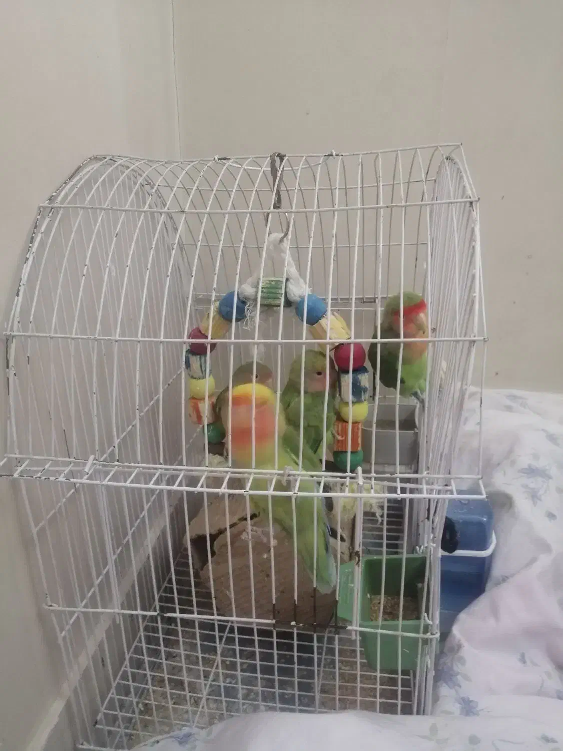 طوطی برزیلی|پرنده|ری, دیلمان|دیوار