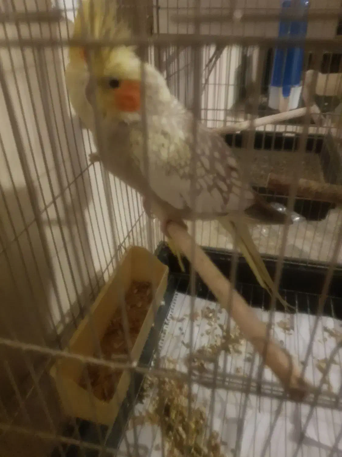 عروس هلندی مولد و مرغ عشق|پرنده|تهران, افسریه جنوبی|دیوار