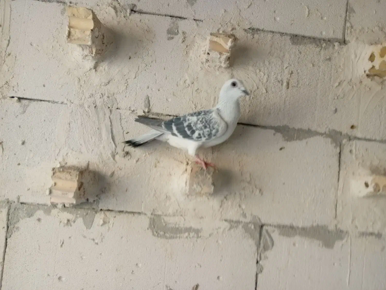 شامی عطیغه|پرنده|مشهد, محمدآباد|دیوار