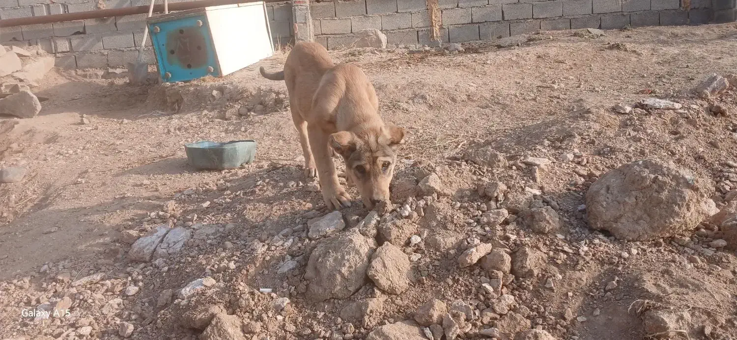 واگذاری توله ۲ماهه|سگ|سراجو, |دیوار