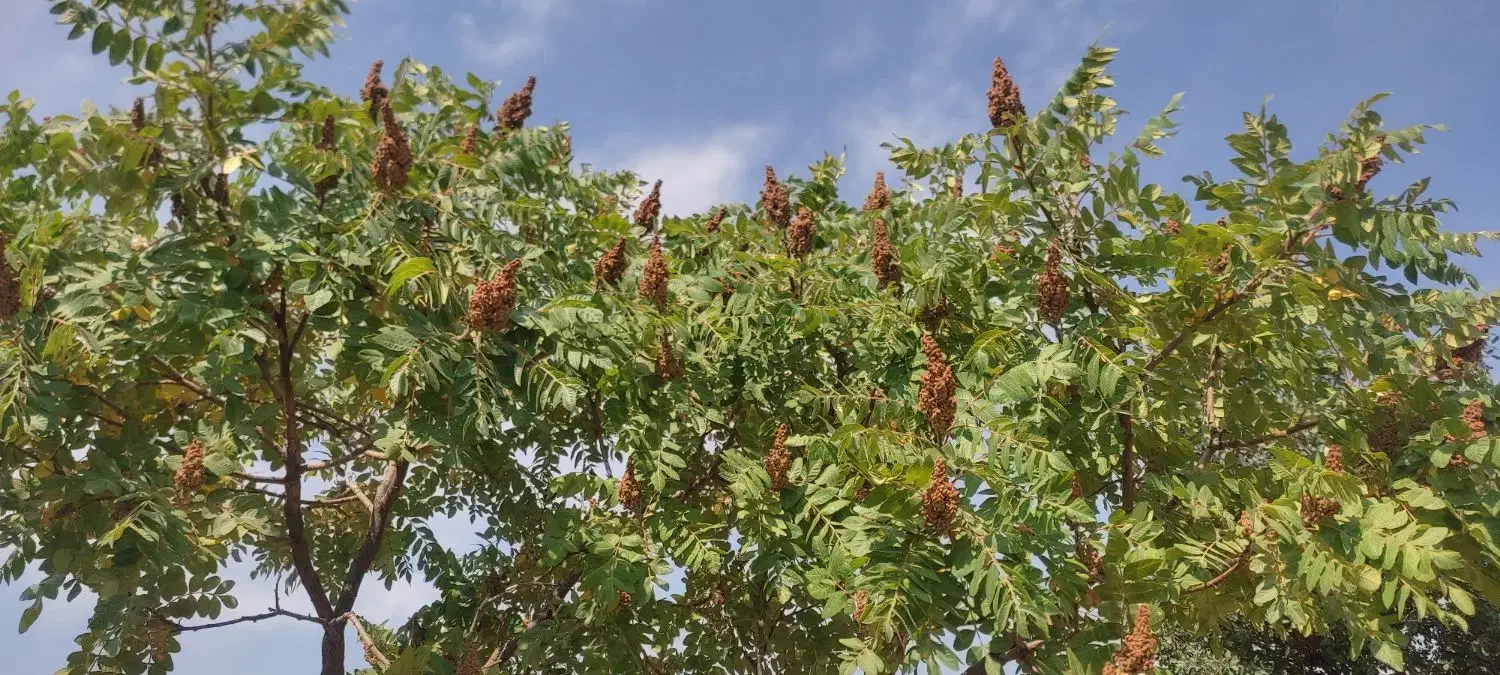 ریشە درخت سماق(ترش)|گل و گیاه طبیعی|سقز, |دیوار