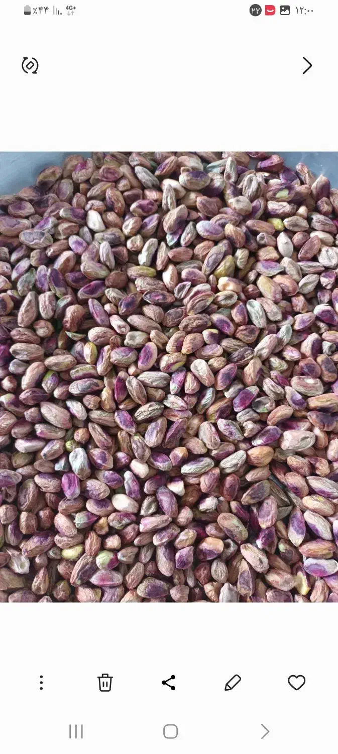 مغز پسته احمد آقا یی دست شکن|خوردنی و آشامیدنی|گنبد کاووس, |دیوار