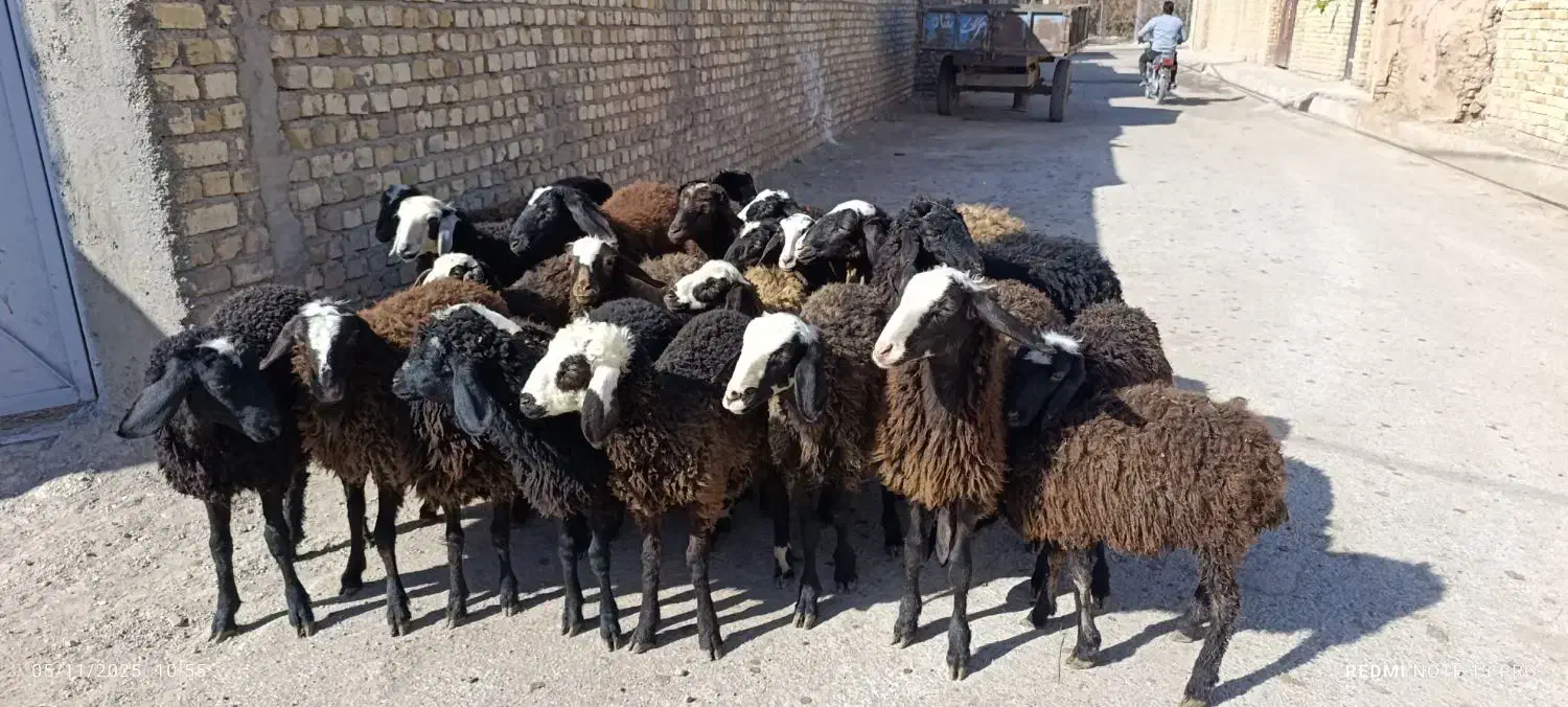 25راس بره شالی|حیوانات مزرعه|کرج, شهرک فرهنگیان|دیوار