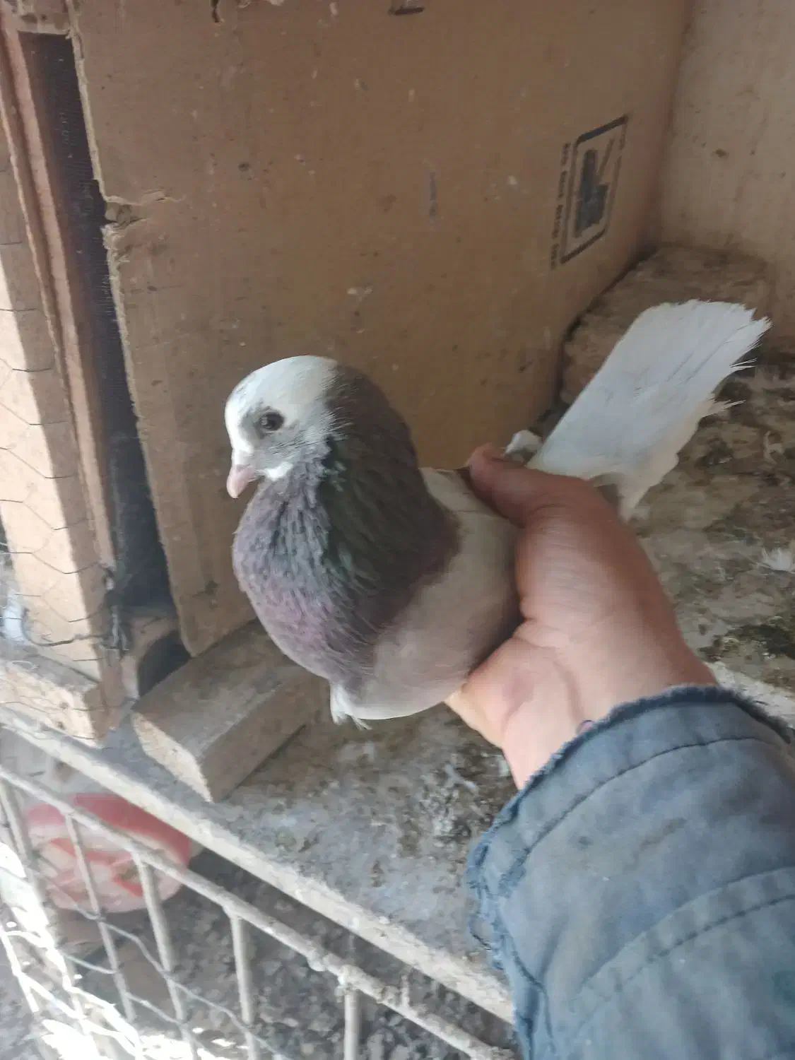 کبوتر پرشی|پرنده|فشاپویه, |دیوار