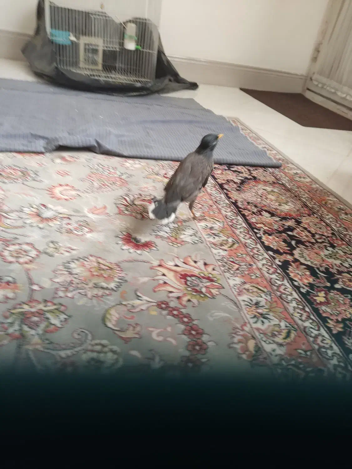 جوجه مینا|پرنده|مشهد, هفده شهریور|دیوار