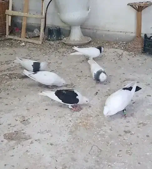 ۴عدد کبوتر|پرنده|قزوین, |دیوار