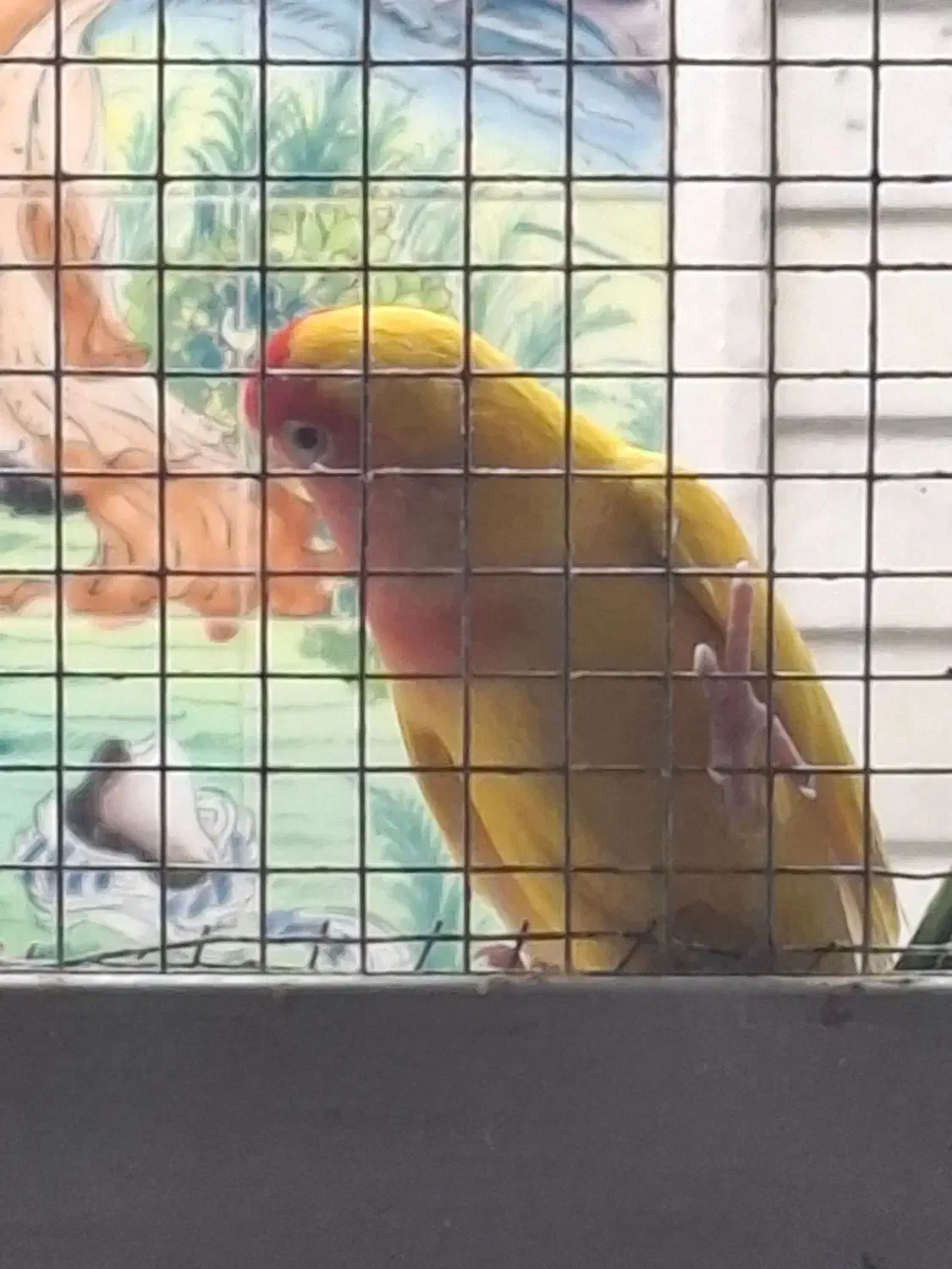 طوطی گم شده برزیلی|پرنده|جهرم, |دیوار