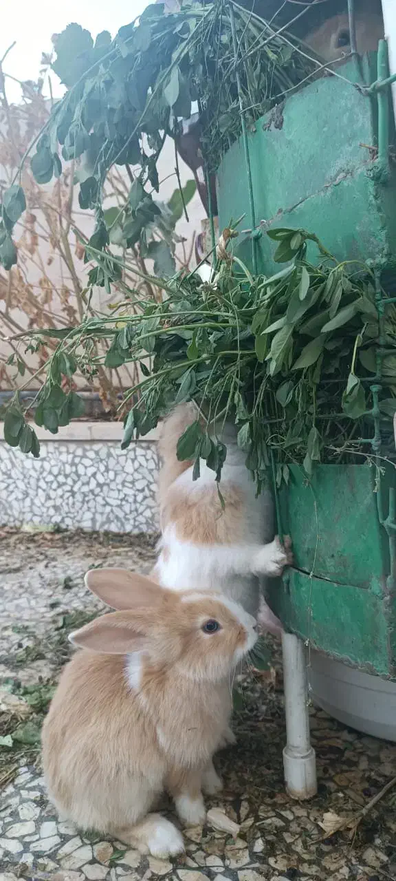 بچه خر گوش زیبا و بازی گوش|موش و خرگوش|نظرآباد, نظرآباد|دیوار