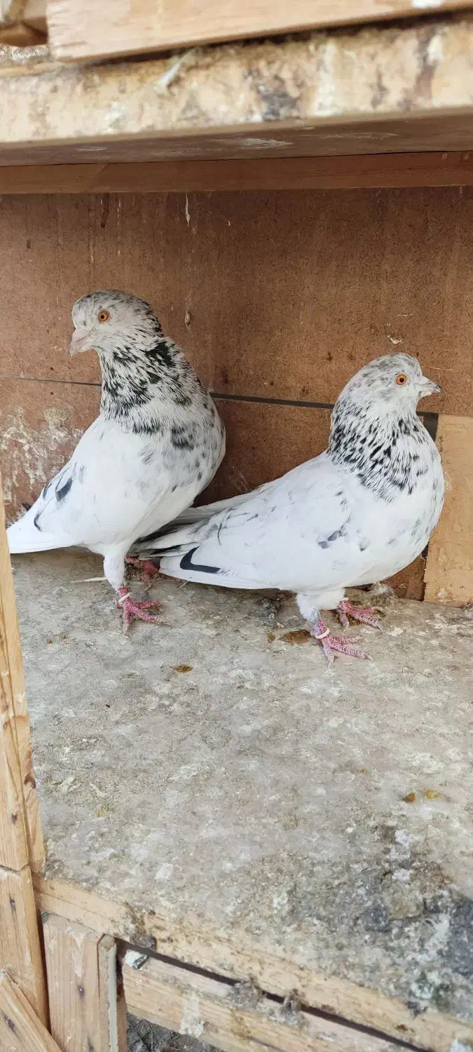 تعدادی  مایه دهنجور ب شرط|پرنده|قرچک, مهدیه|دیوار