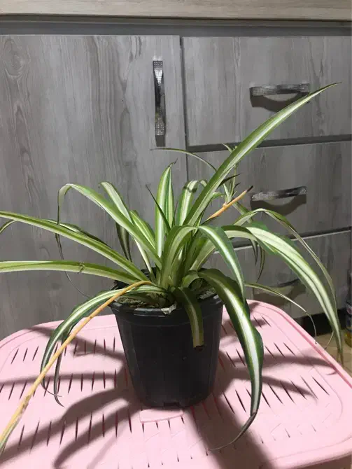 گل گندمی|گل و گیاه طبیعی|فولادشهر, A3|دیوار