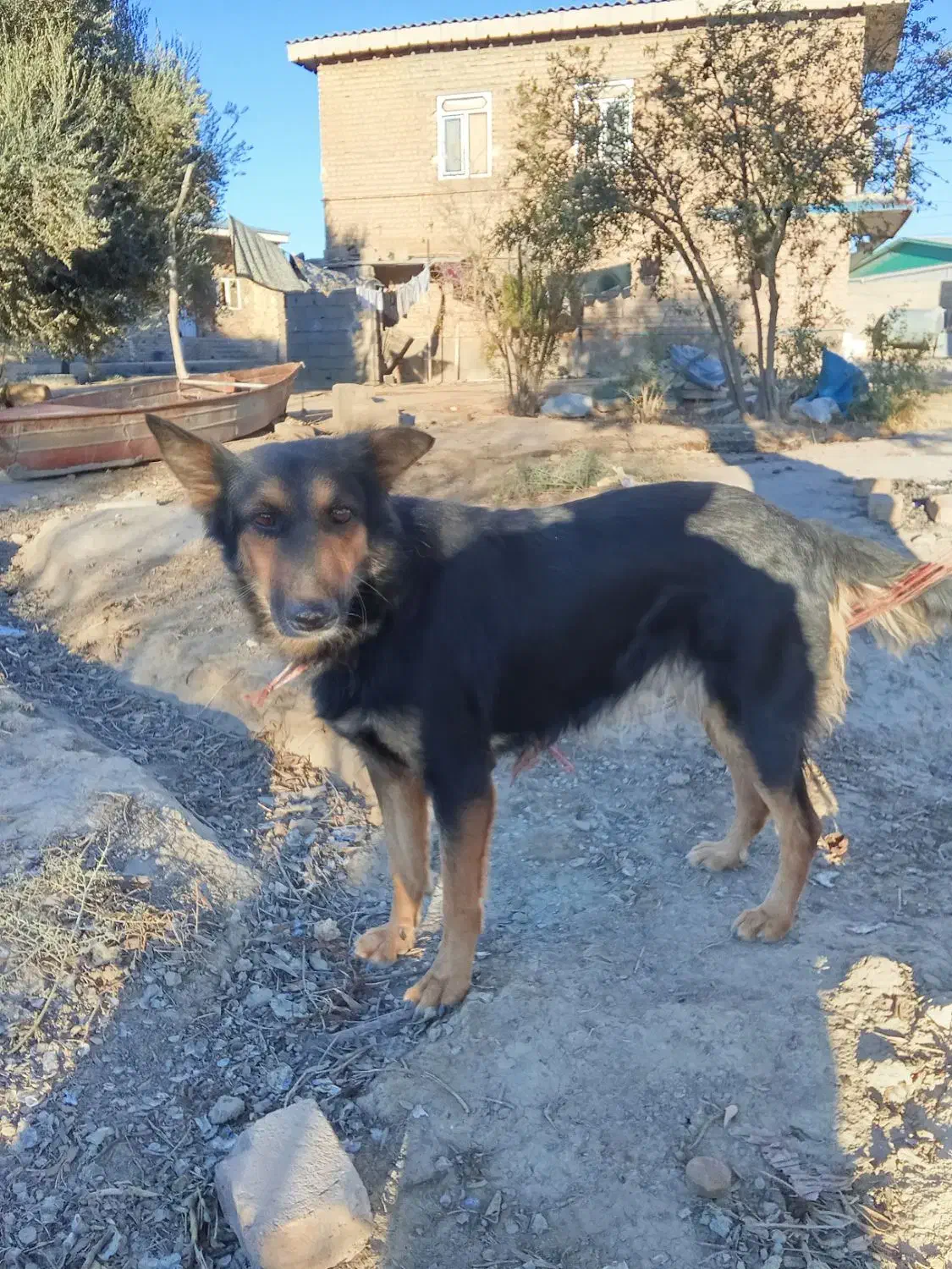 سگ هاسکی ژرمن.|سگ|گنبد کاووس, |دیوار