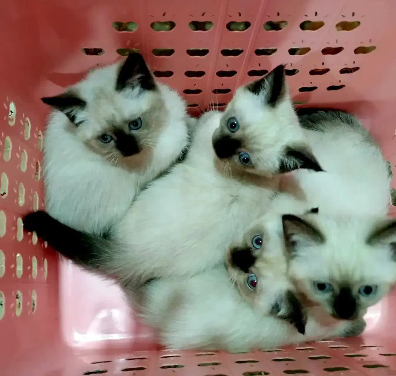 سیامی|گربه|تهران, منیریه|دیوار