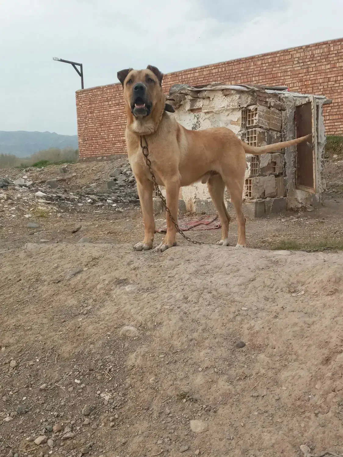 واگذاری سرابی اصیل|سگ|تهران, استاد معین|دیوار