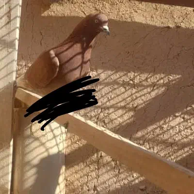 کبوتر سرخ پیدا کردم|حیوانات|یزد, |دیوار