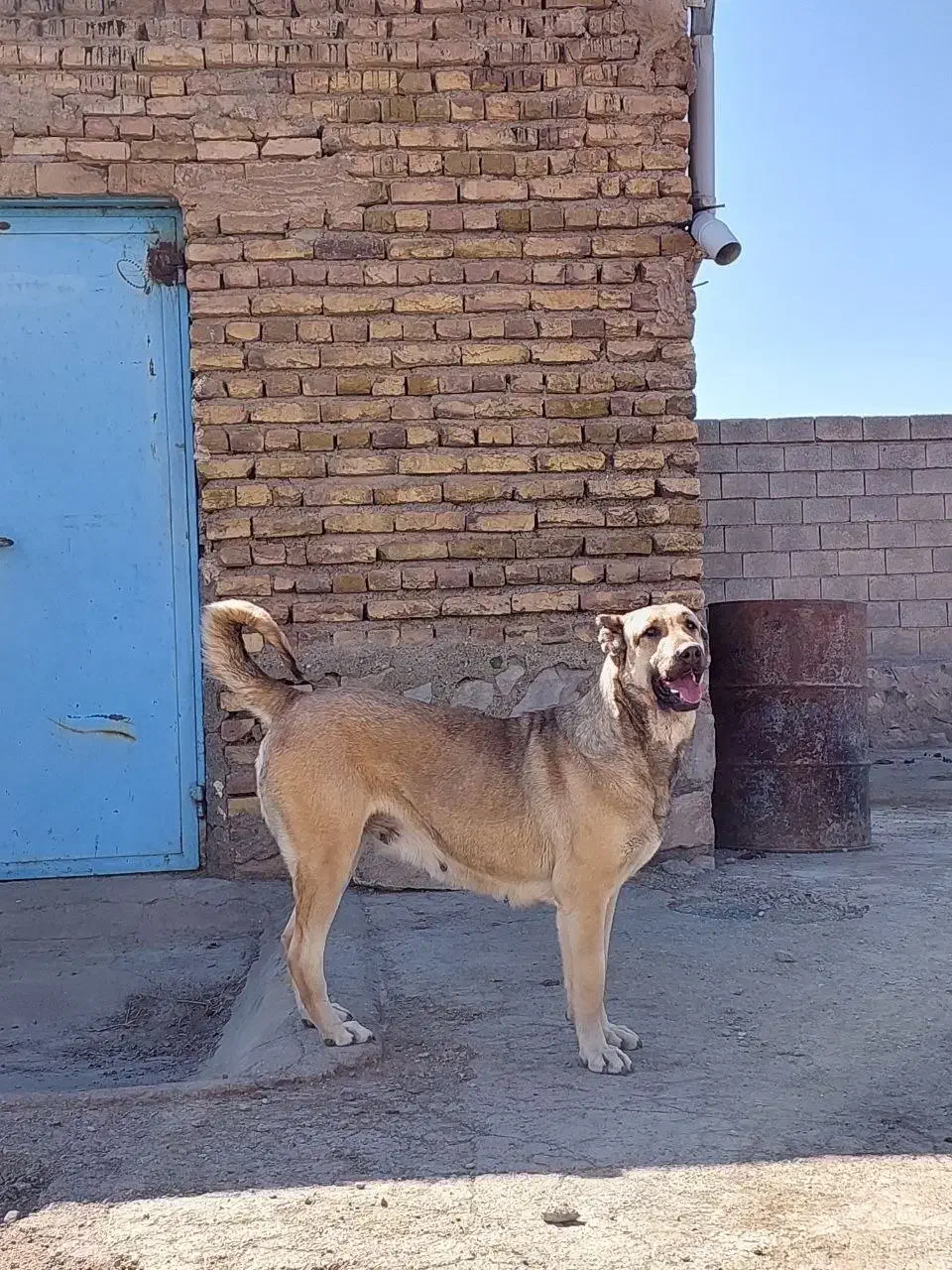 حیوانات|سگ|ایواوغلی, |دیوار