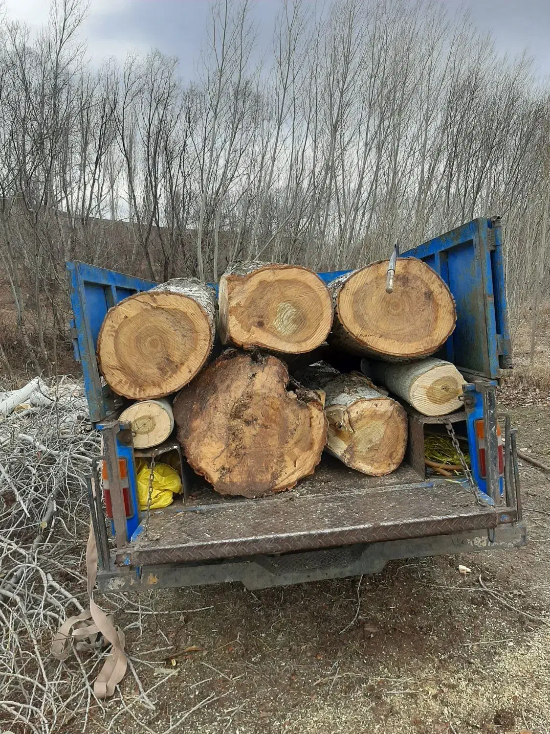 خرید چوب و درخت تر و خشک|خدمات باغبانی و درختکاری|کوثر, |دیوار