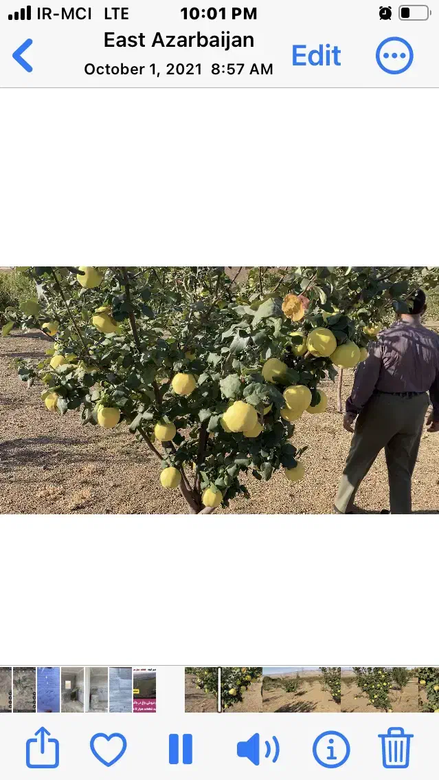 فروش باغ مثمر واقتصادی در گیوی (خلخال)ویلا/فول|فروش خانه و ویلا|کوثر, |دیوار