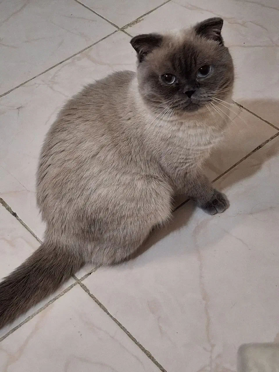 پت خونگی|گربه|شاندیز, |دیوار