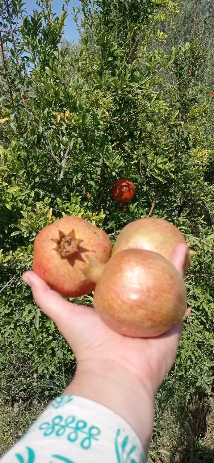 باغ در طارم . آستاکل بر جاده اصلی|فروش زمین و ملک کلنگی|طارم, |دیوار