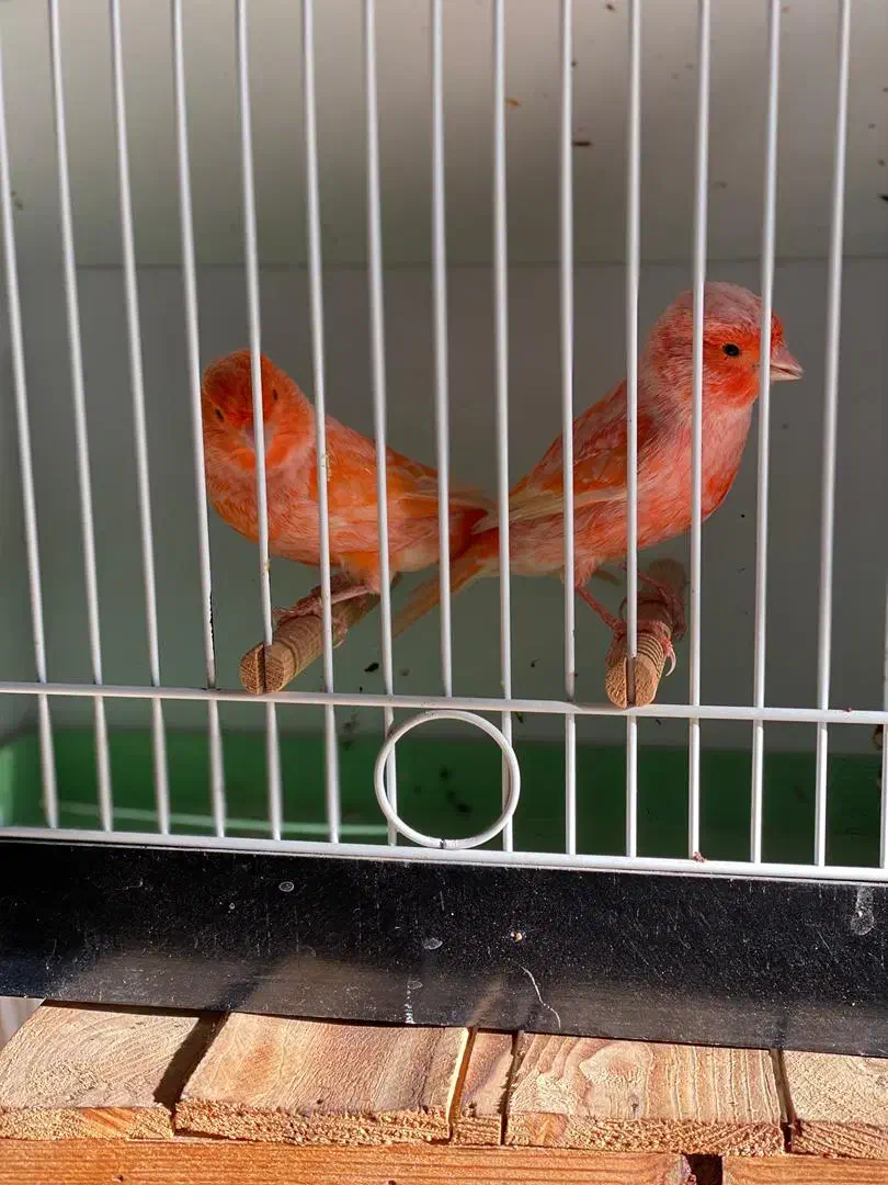 فروش قناری نر برفکی درشت|پرنده|مبارکه, |دیوار