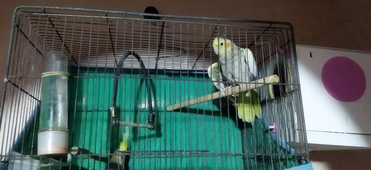 طوطی عروس|پرنده|الوند, |دیوار