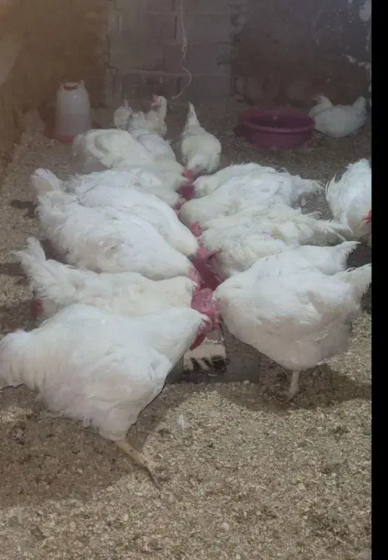 مرغ مادر ۶ـ۷کیلویی تمام ارگانیت|حیوانات مزرعه|نهبندان, |دیوار