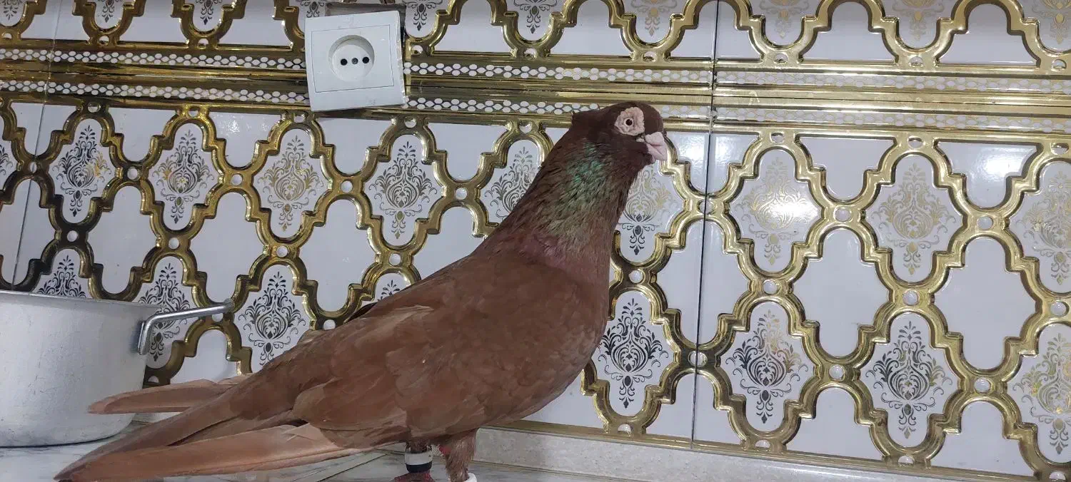 صرب نر|پرنده|مسجد سلیمان, |دیوار