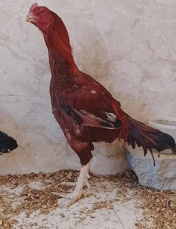 مرغ و عروس لاری|حیوانات مزرعه|شیروان (خراسان), |دیوار