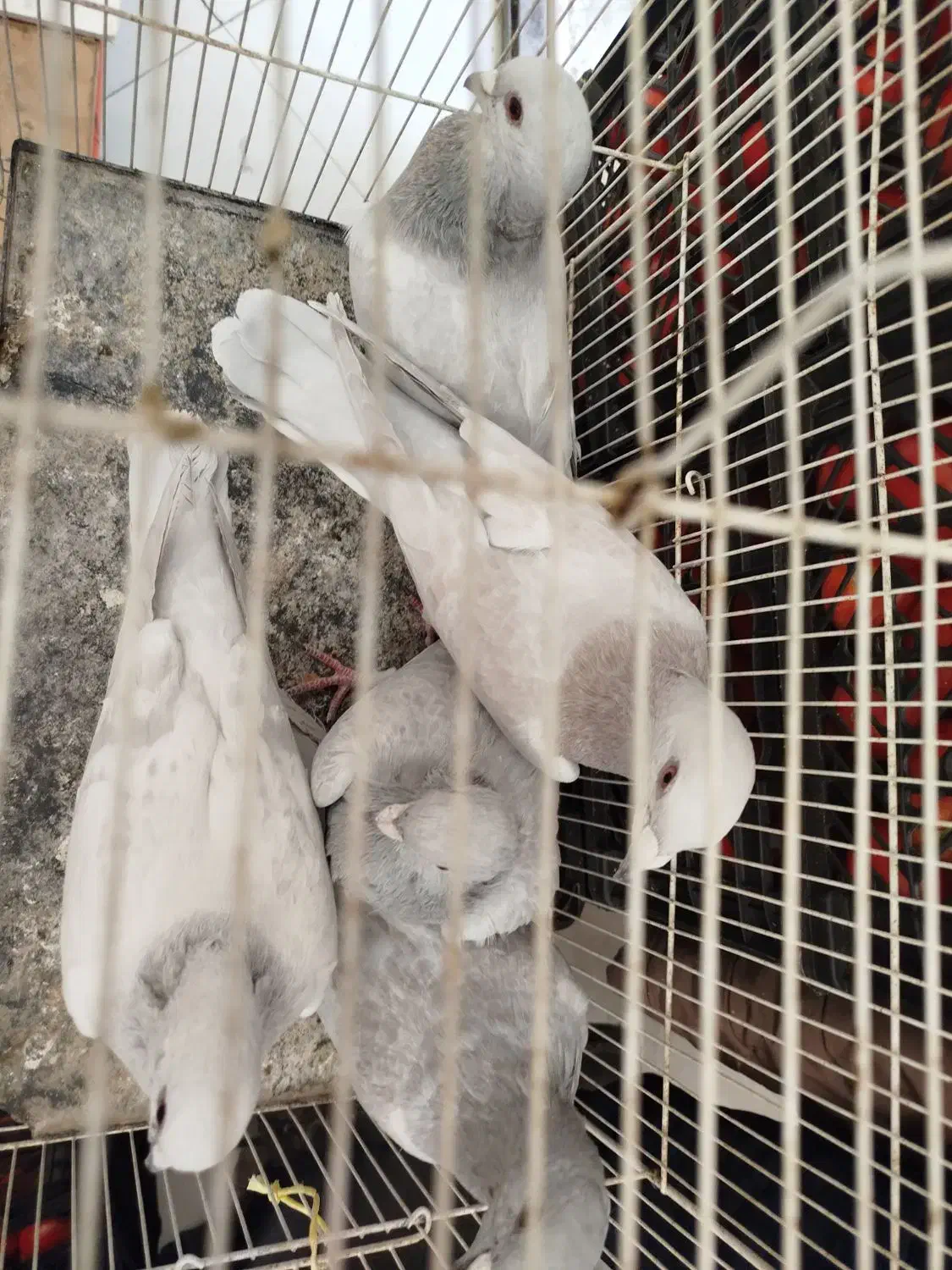 کفتر هودی پاکستانی|پرنده|مشهد, آبکوه|دیوار