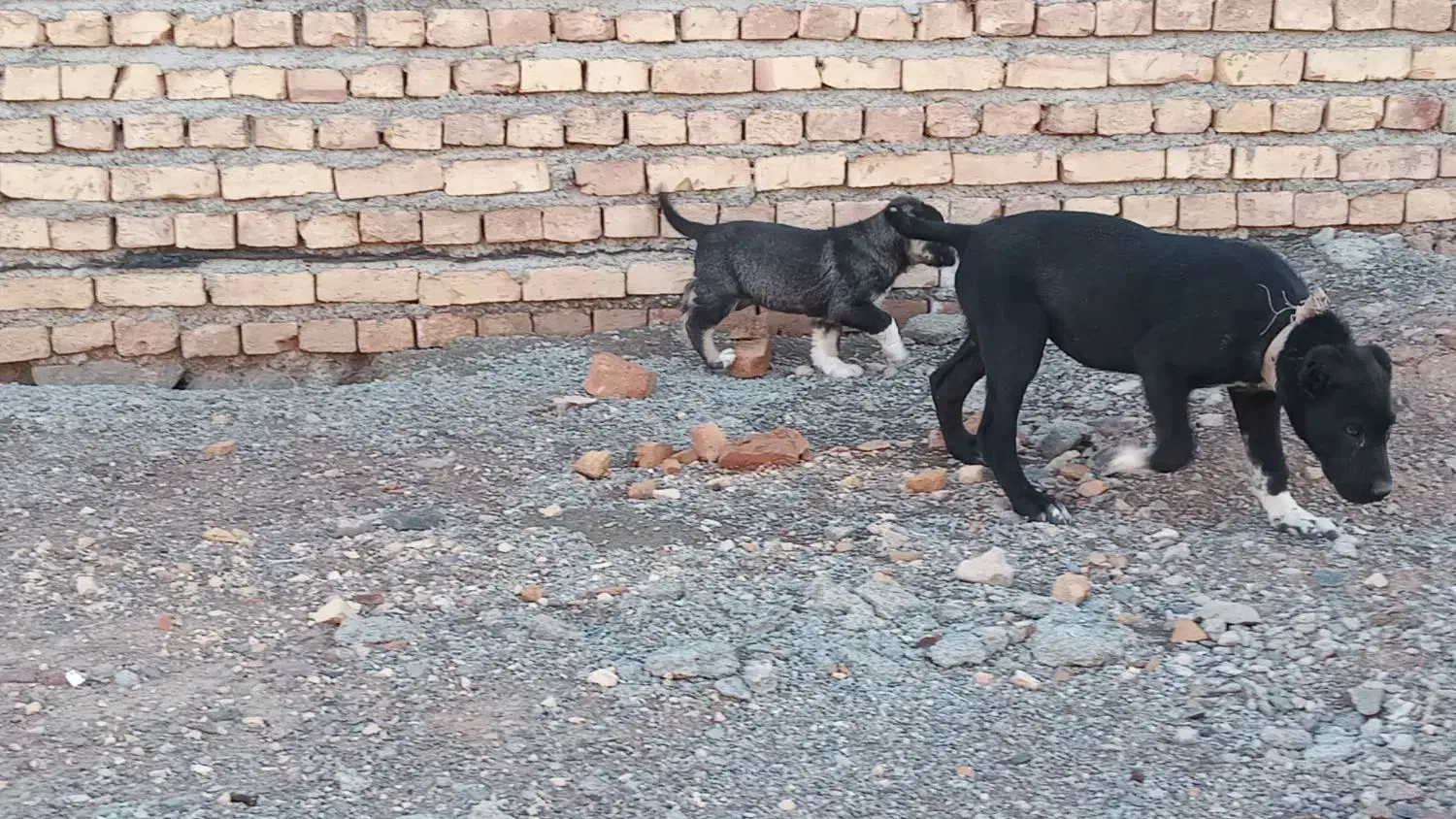 سگ  سرابی ماده|سگ|بیرجند, |دیوار