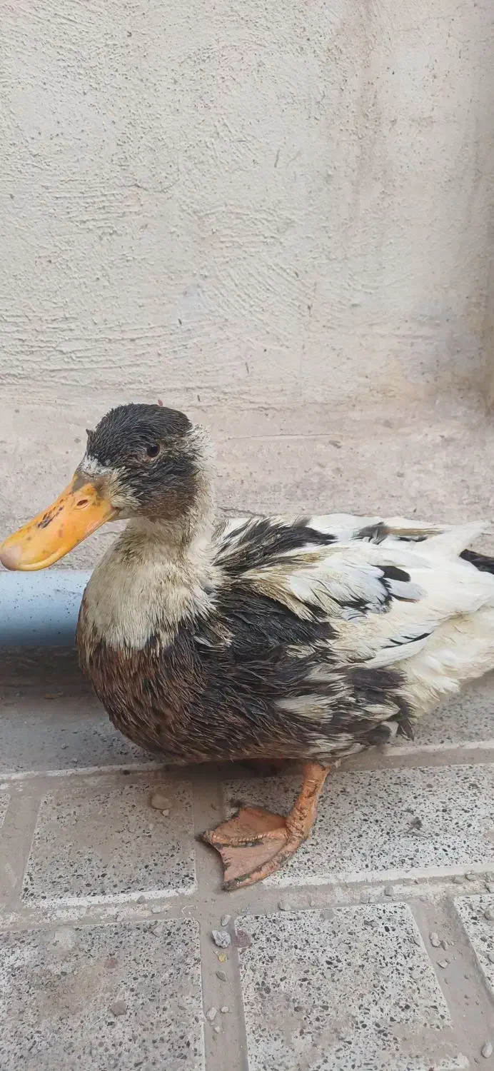 اردک بالغ ۱۰ ماهه|حیوانات مزرعه|تهران, آهنگران (سراسیاب دولاب)|دیوار