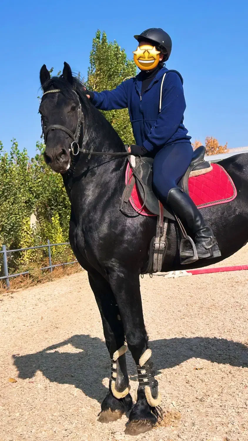 فروش تعدادی اسب فرزین|اسب و تجهیزات اسبسواری|صفادشت, |دیوار