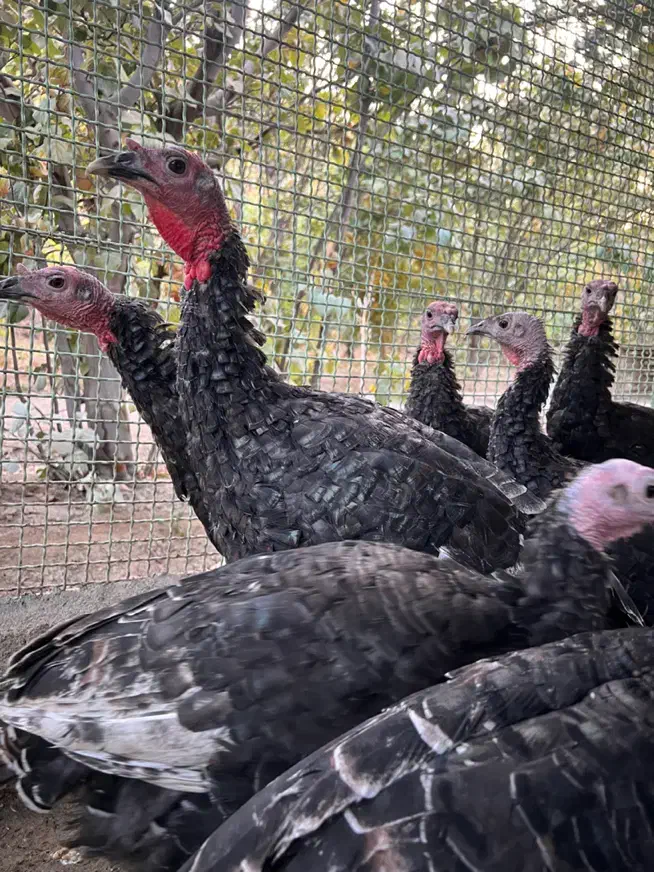 بوقلمون|حیوانات مزرعه|مبارکه, |دیوار