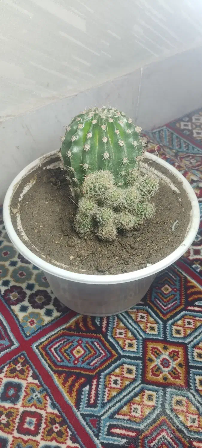 کاکتوس|گل و گیاه طبیعی|نمین, |دیوار