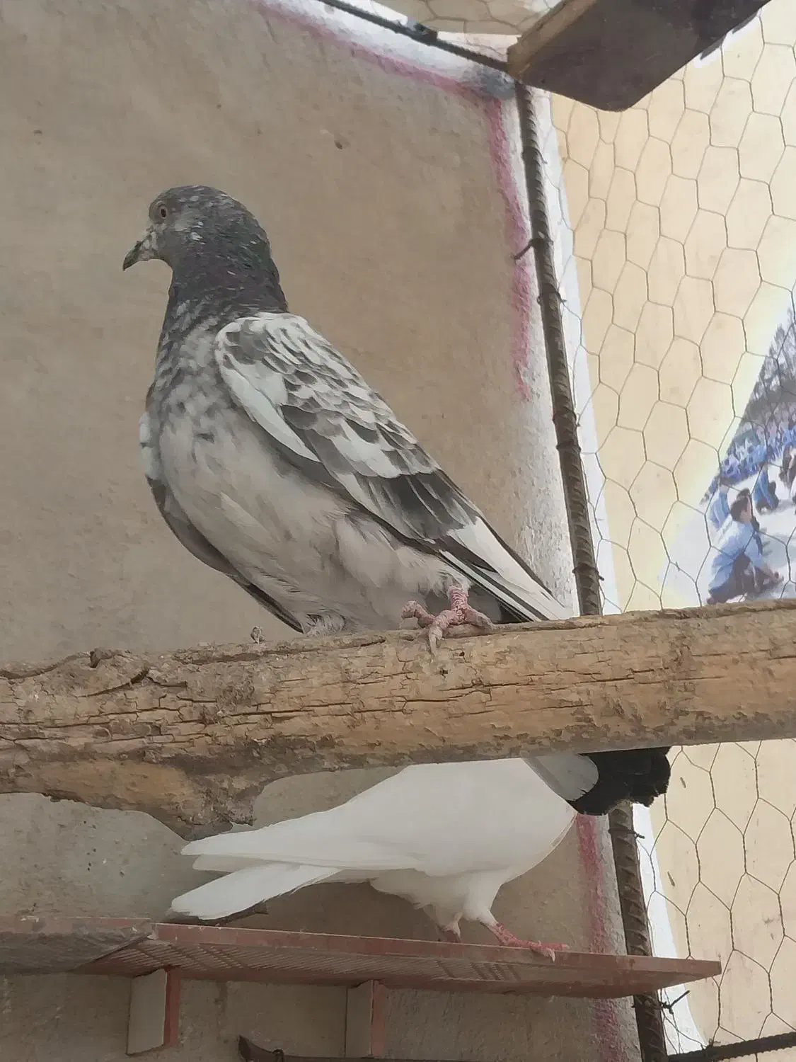 چند عدد کفتر|پرنده|قروه, |دیوار