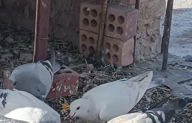 کبوتر پلاکی|پرنده|رابر, |دیوار