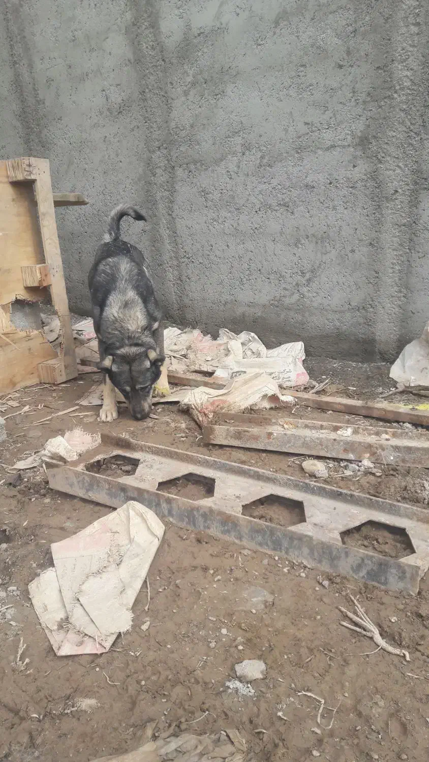 سگ عراقی|سگ|صوفیان, |دیوار